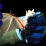 Cape hairy bat