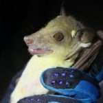 Fruit bat