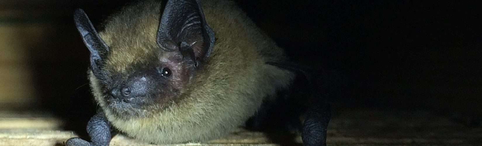 Pipistrellus pipistrellus bat