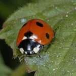 ladybird