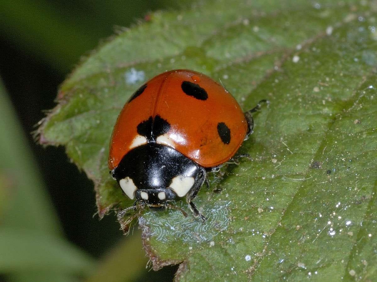 Ladybird