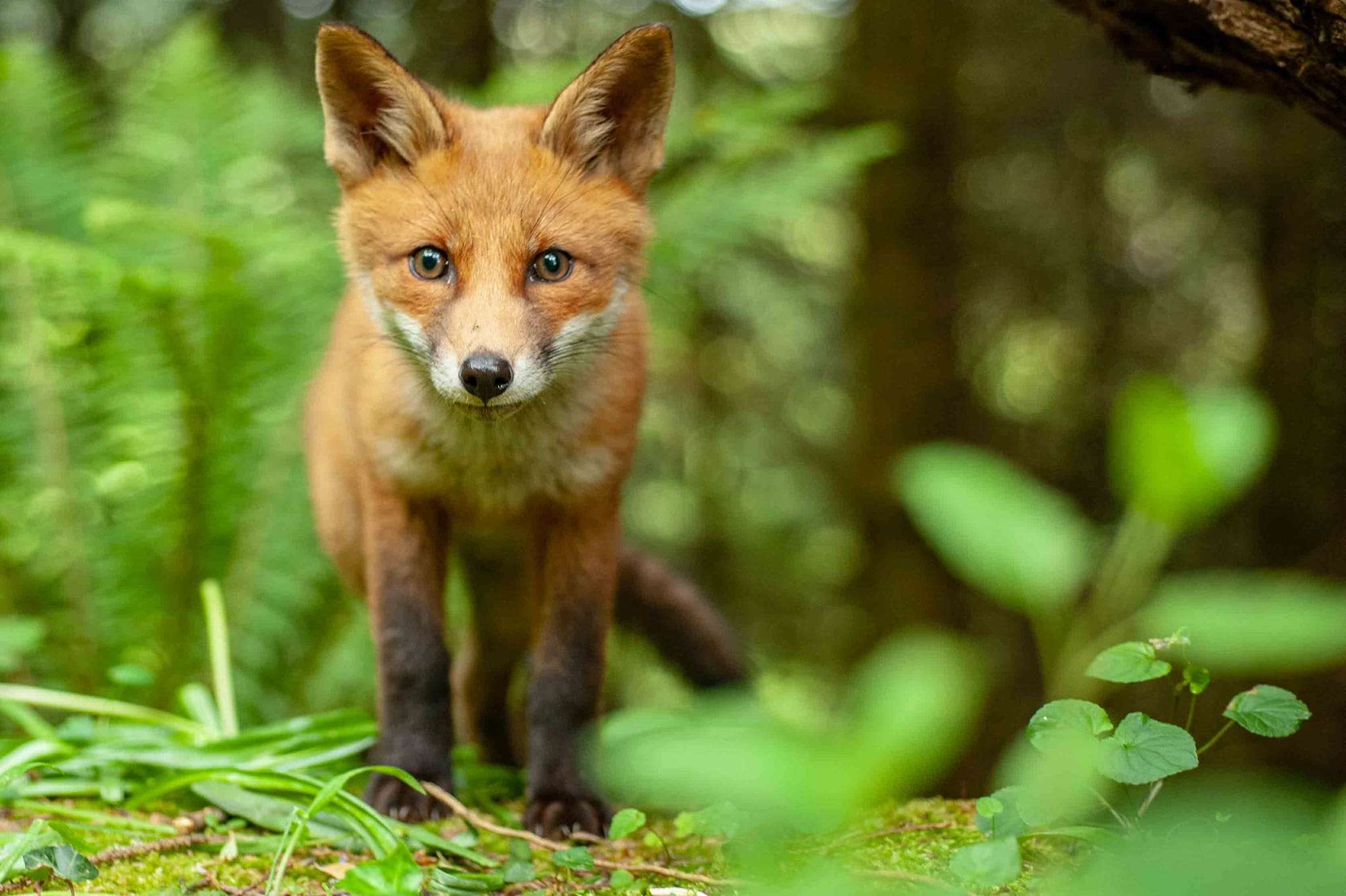 Fox cub