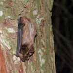 Leisler bat
