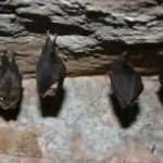 Lesser horseshoe bats