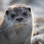 eurasian otter