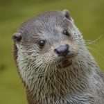 Otter