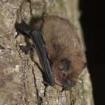 Bat