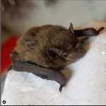 Bat