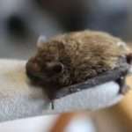 Bat