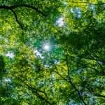 trees