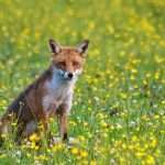 red fox