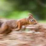 Red squirrel running
