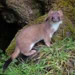 Irish Stoat