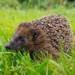 Hedgehog in a garden grass field