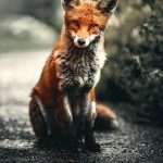 Red Fox