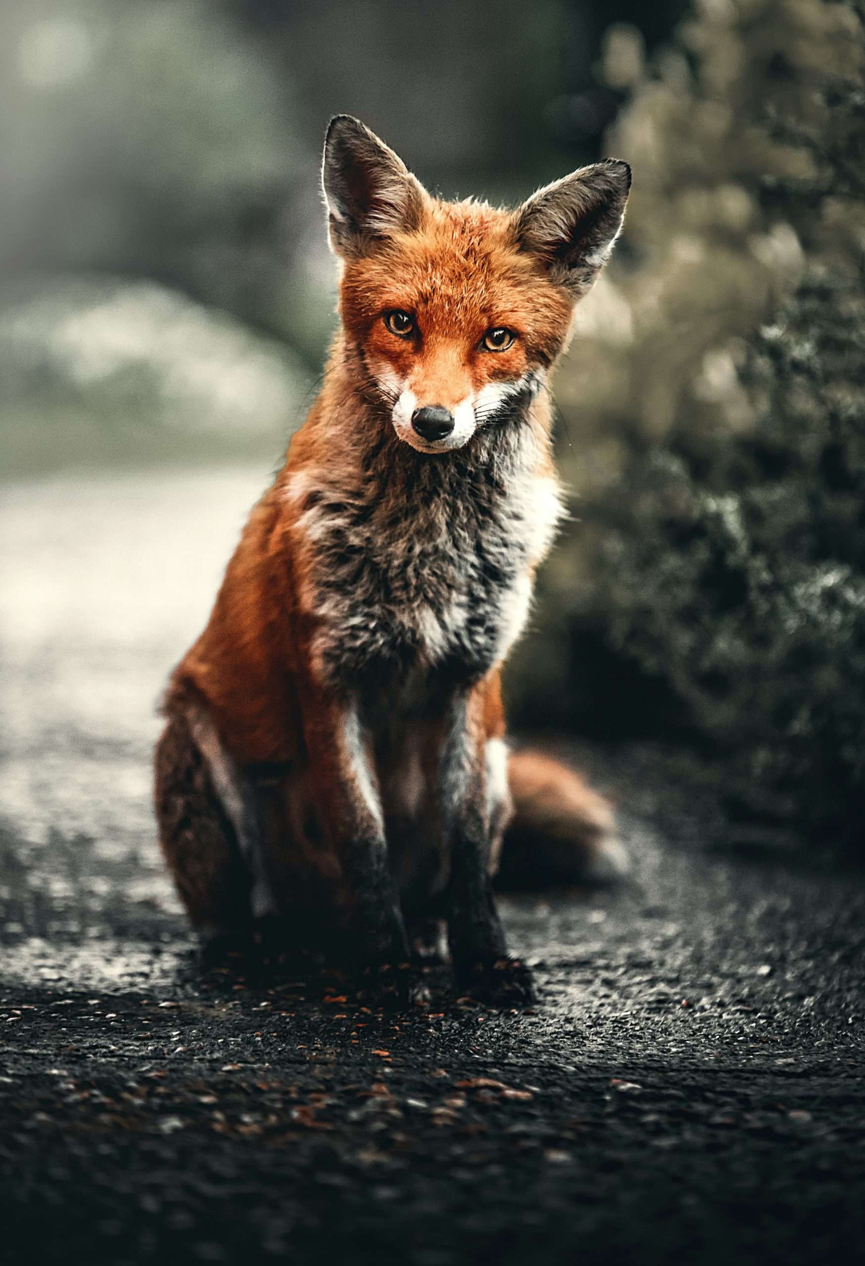 Red Fox
