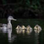 ducks