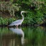 Heron