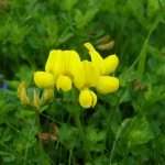 Gorse