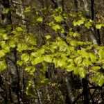 Beech