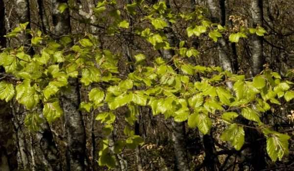 Beech