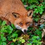 Fox James Grandfield