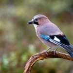 Jay
