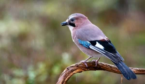 Jay
