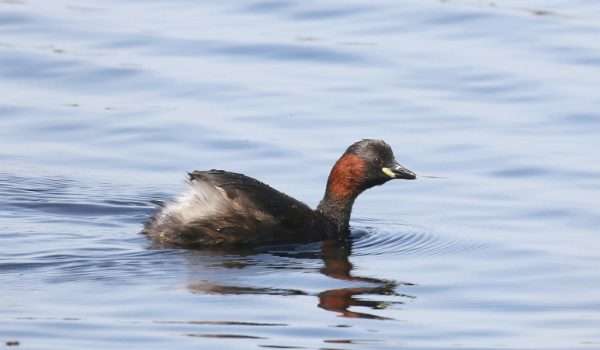 Little Grebe