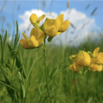 Meadow vetchling