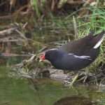 Moorhen