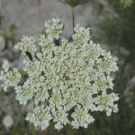 Wild Carrot