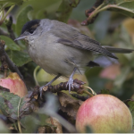black cap