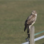buzzard
