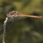 common darter