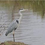 grey heron