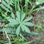 irish spurge