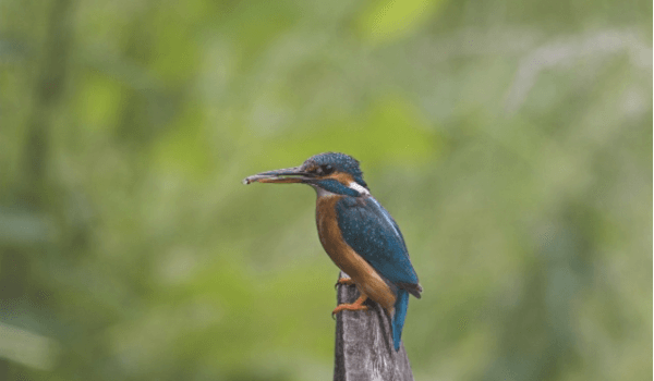 kingfisher
