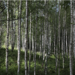 silver birch