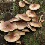 Sulphur tuft