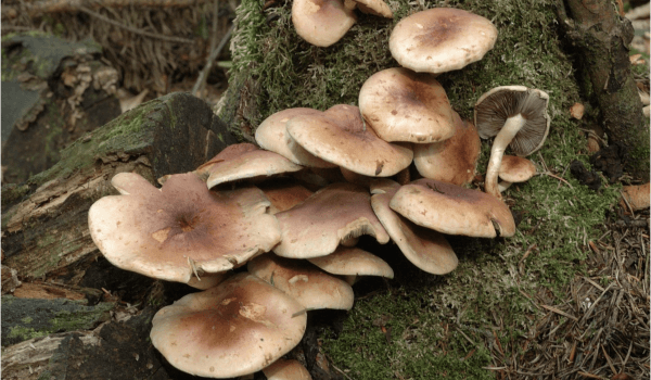 Sulphur tuft