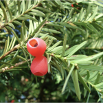 Yew