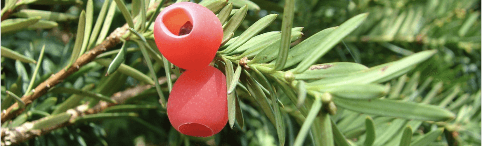 Yew