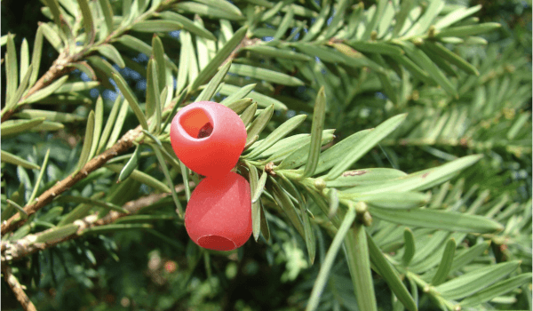 Yew