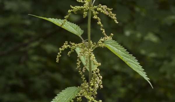 Nettle, Urtica dioica