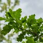 oak tree