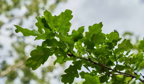 oak tree