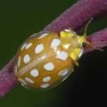 Orange Ladybird