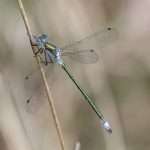 Lestes dryas