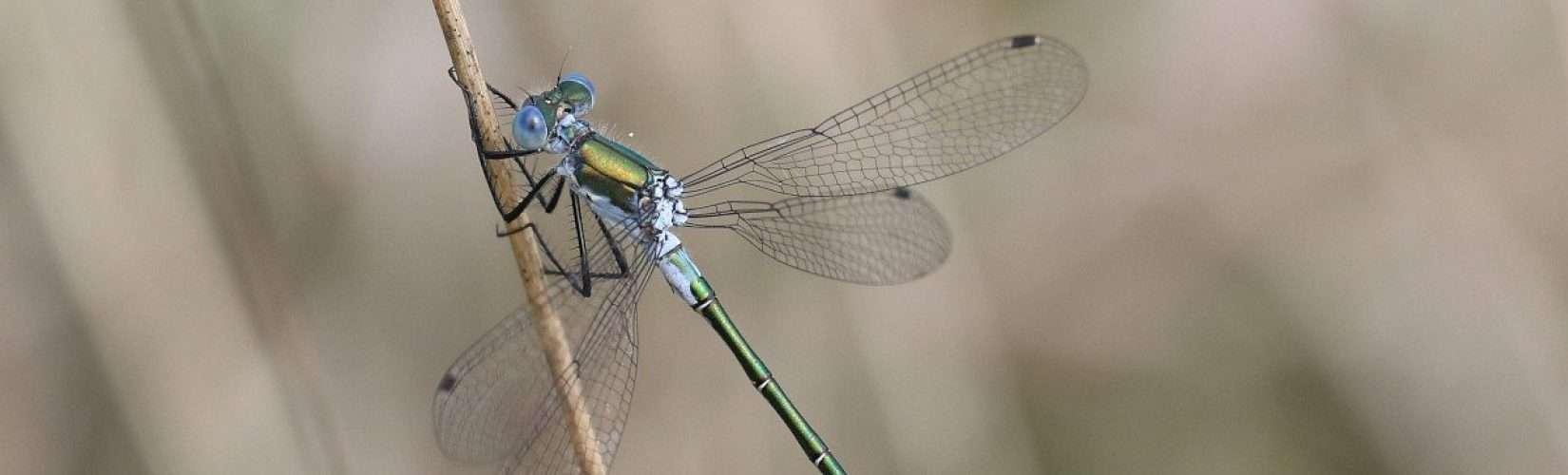 Lestes dryas